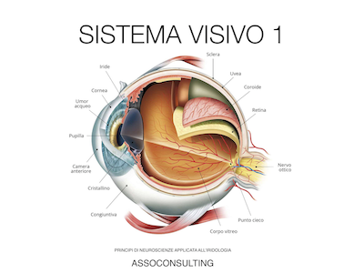 Sistema visivo