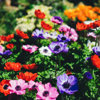fiori di bach